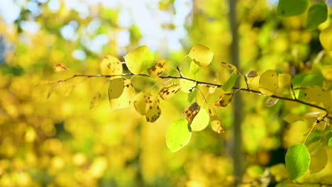 Golden-aspens-absorbing-the-last-sunlight-of-the-fall-season,-close-up-side-view
