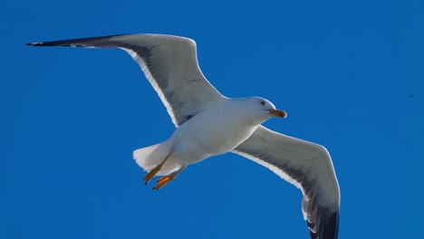 Low-angle-view-of-seagull-flying-looking-for-food-against-blue-background-clearsky,-day