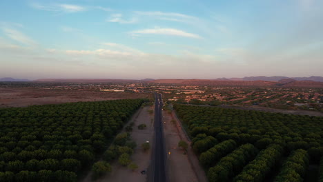 Aerial-flying-forward-over-pecan-orchard-at-dusk