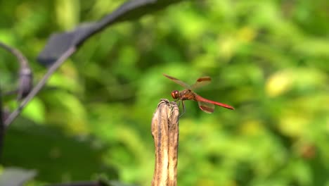 Large-Red-Dragonfly-Firecracker-Skimmer-Landed-on-a-Dried-Twig-with-Beautiful-Green-Background