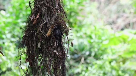 Broadbill-Oscuro,-Corydon-Sumatranus,-Parque-Nacional-Kaeng-Krachan,-Tailandia