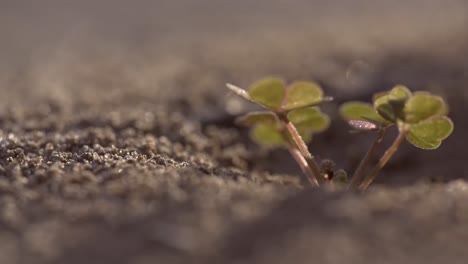 Nahaufnahme-Der-Keimung-Junger-Samen-Und-Des-Pflanzenwachstums-Mit-Regenwassertropfen-über-Grüner-Und-Morgendlicher-Sonneneinstrahlung-Und-Umgeben-Von-Käfern