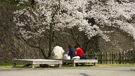 Gruppe-Von-Frauen,-Die-Im-Frühling-Ein-Picknick-Unter-Einem-Sakura-Baum-Machen---Totale