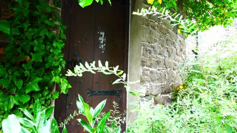 heavy-old-wooden-medieval-door-entrance-rustic-ornate-metal-decoration-covered-ivy-foliage