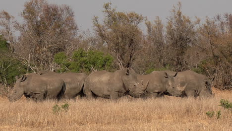 A-crash-of-Southern-White-Rhino-stand-still-in-the-middle-of-the-African-savannah-in-the-dry-season