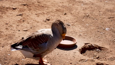 A-duck-cleaning-itself-in-sunlight