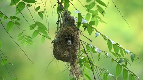 Gesehen-Im-Nest,-Das-Herausspäht,-Während-Ein-Starker-Wind-Das-Nest-Und-Den-Zweig-Während-Eines-Schönen-Nachmittags-Schüttelt