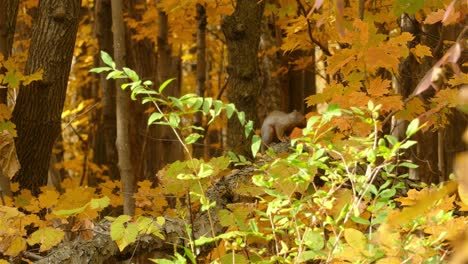 Grey-Squirrel-Perched-On-Maple-Tree-Branch-with-Gold-Autumn-Leaves-Jumps,-Telephoto-Shot