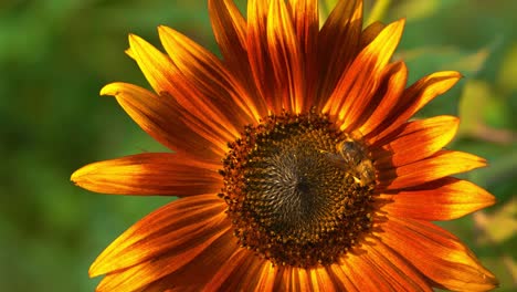 Bee-walking-around-bright-sunburst-sunflower-collecting-the-sweet-pollen-nectar-at-sunset-golden-hour-at-the-end-of-summertime-almost-fall-autumn