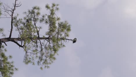 Vertical-shot-of-an-osprey-sitting-on-a-treetop-watching-the-surrounding-area