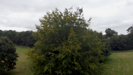 Großer-Baum-In-Goodnestone-Park-Estate-Gardens