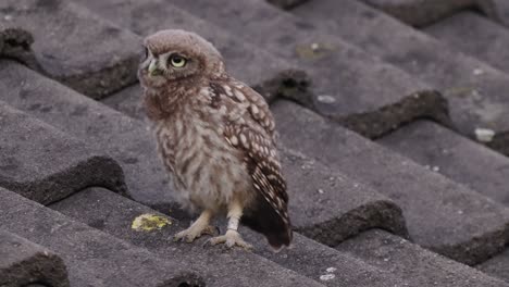 Little-owl-weirdly-dancing-and-eating-food-from-mother-at-a-terrace,-static-shot
