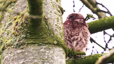 A-little-owl-sitting-on-a-tree-branch-and-preening-itself