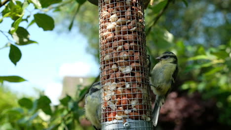 Great-tit-birds-eating-nuts-in-bird-feeders-on-tree-in-the-garden