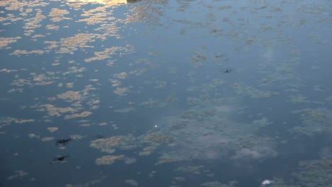 Reflexion-Von-Fliegenden-Vögeln,-Die-Von-Sonnenlicht-Auf-Der-Wasseroberfläche-Eines-Teichs-Beleuchtet-Werden