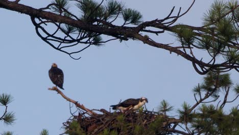 osprey-eating-in-its-nest-after-a-successful-hunt
