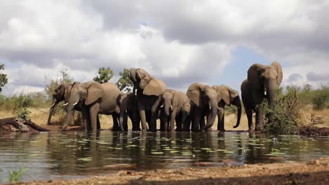 Time-lapse-of-a-herd-of-African-elephants-drinking-from-a-waterhole,-Greater-Kruger