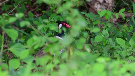Red-wattled-Lapwing,-Vanellus-indicus,-Kaeng-Krachan-National-Park,-Thailand