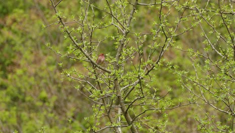 Northern-cardinal-bird-with-no-crest-perched-on-a-branch-in-Canada,-wide-shot
