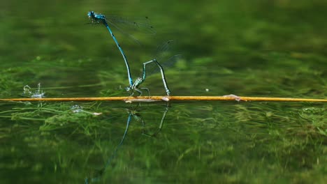 Male-damselfly-clasping-the-female-while-she-lays-eggs