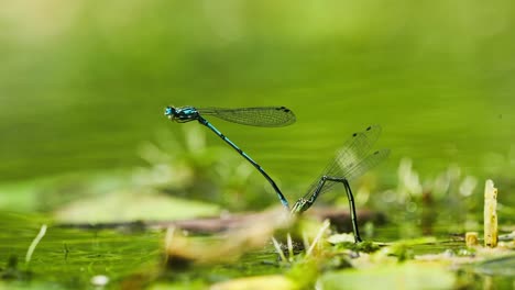Two-dragonflies-mating-on-flat-grass-leaf-in-shallow-water,-Texel-Netherlands---close-up