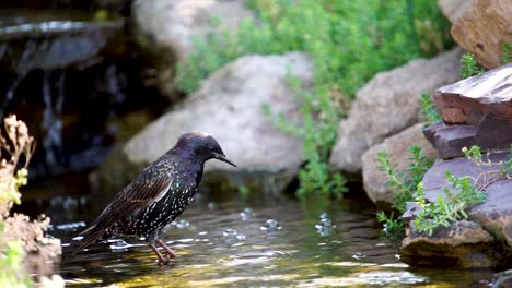 A-European-Starling-takes-a-drink-from-a-small-stream---slow-motion