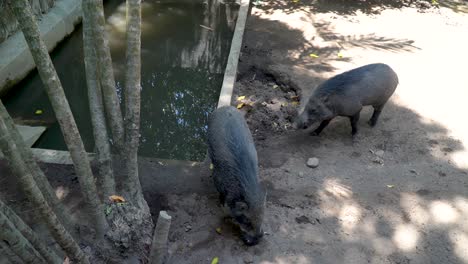 Two-boar-animals-in-Gembira-Loka-Zoo,-handheld-view