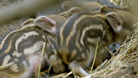 Close-up-shot:-Sleeping-group-of-cute-baby-Boars-in-Hay-at-Barn-during-Daytime