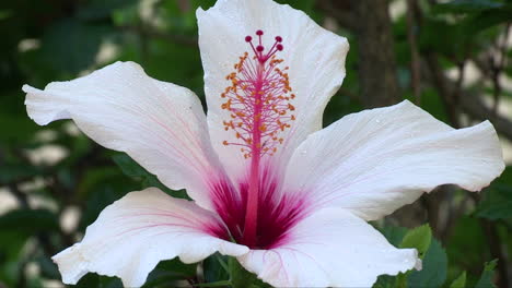 Extreme-Nahaufnahme-Der-Weißen-Und-Violetten-Azaleenblüte,-Die-Sich-Sanft-Im-Wind-Wiegt