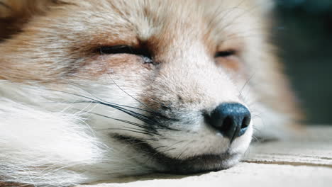 Closeup-View-Of-A-Fox-Sleeping-Peacefully-Outdoors-At-Zao-Fox-Village-In-Miyagi,-Japan