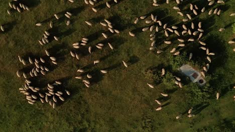Aerial-zoom-in-view-of-hundreds-of-white-sheep-grazing-on-a-meadow
