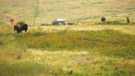 Two-Bisons-are-grazing-on-the-prairie-grasses-of-the-National-Bison-Range-in-Montana
