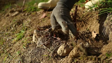 farmer-plants-and-fertilizes-the-vine-with-ruined-gloves,-close-up-shot