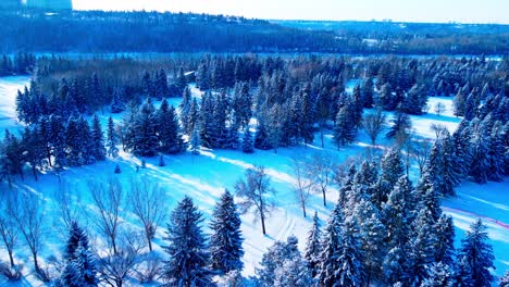 Winter-wonderland-birds-eye-view-drone-flyover-sunny-cross-country-skiing-paths-in-between-snow-covered-pine-tress-with-the-University-of-Alberta-in-the-Horizon-shadowed-reflection-on-fir-trees-2-2