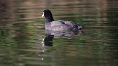 White-winged-coot-swimming-on-lake-while-searching-for-food,-then-diving-into-water