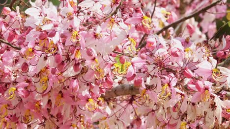Kirschblüte-Oder-Sakura,-Die-Bei-Starkem-Wind-Zittern,-Wie-In-Einem-Park-Zu-Sehen