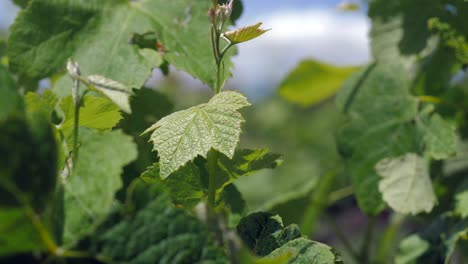 Green-Leaves-Of-Grape-Vines-At-Vineyard,-CLOSE-UP