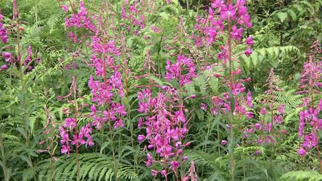 Rosebay-Willowherb-in-flower.-England.-UK