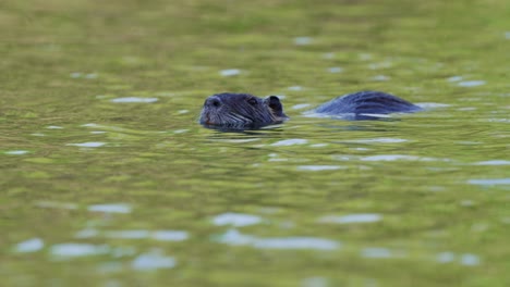 Wildlife-natural-habitat,-a-wild-aquatic-nutria,-myocastor-coypus-floating-on-a-wavy-lake-with-its-nose-above-the-water,-beautiful-green-foliage-reflection-on-the-water-surface-during-daytime