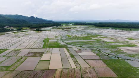 Antenne-Nach-Vorne-über-Bewässerte-Reisfelder-Des-Kebumen-Distrikts-In-Indonesien