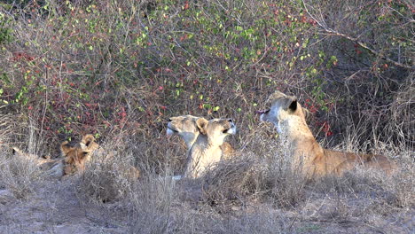 Close-view-of-group-of-lions-lying-on-dry-grass-by-bush-and-yawning