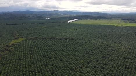 Eine-Riesige-Palmölfarm-In-Costa-Rica