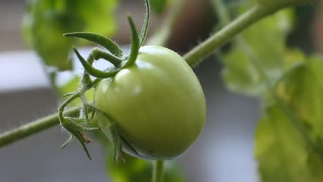 tomatoes-are-still-green-HD-video