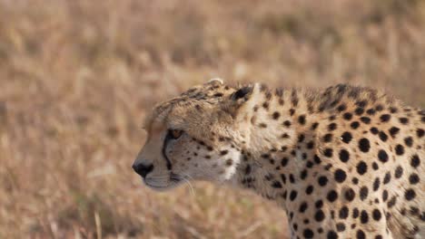 Cinematic-and-epic-close-up-shot-of-wild-cheetah