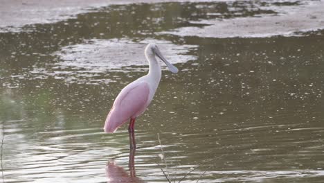 Roseate-spoonbill-stands-by-a-black-necked-stilt-in-Arizona