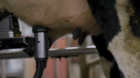 Robotic-milking-on-a-dairy-farm