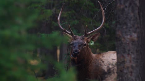 Elk-male-bull-looking-at-camera-eye-contact-and-chewing