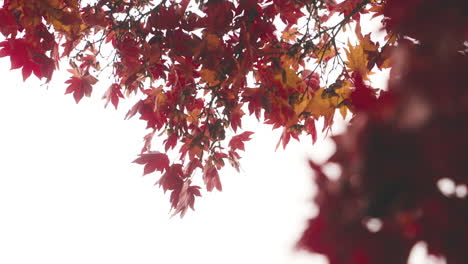 Japanese-Autumn-Foliage