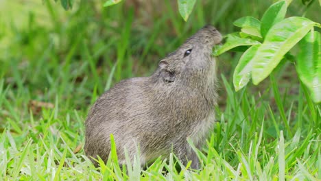 Little-brazilian-guinea-pig,-cavia-aperea-spotted-on-the-grassland,-eating-fresh-green-leaf-with-dewdrop-falling-down-at-pantanal-natural-region-in-south-america,-wildlife-close-up-shot