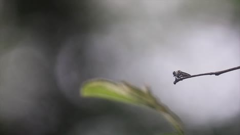 Fly-standing-still-on-a-branch-without-moving-and-then-flying